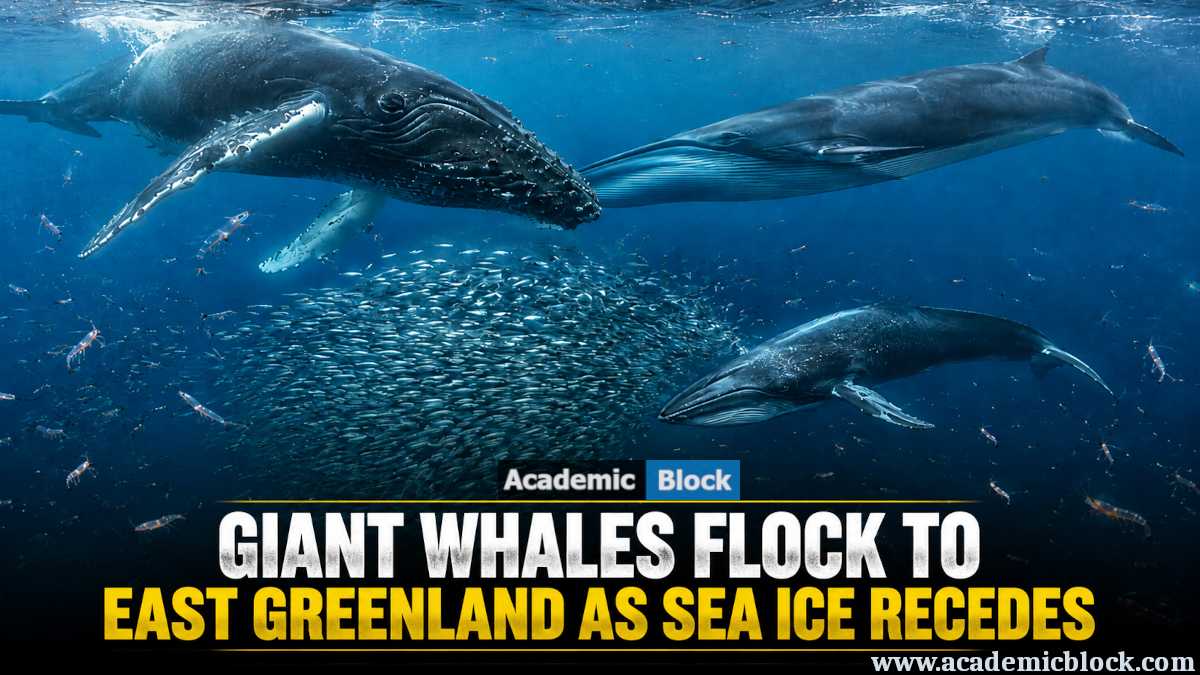 Image showing giant humpback, fin, and minke whales feeding around a school of capelin in East Greenland waters as sea ice recedes.
