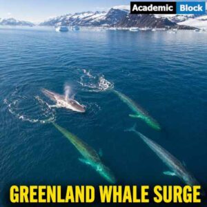 Image showing an aerial view of giant whales feeding in East Greenland waters, illustrating the growing whale presence as sea ice declines.