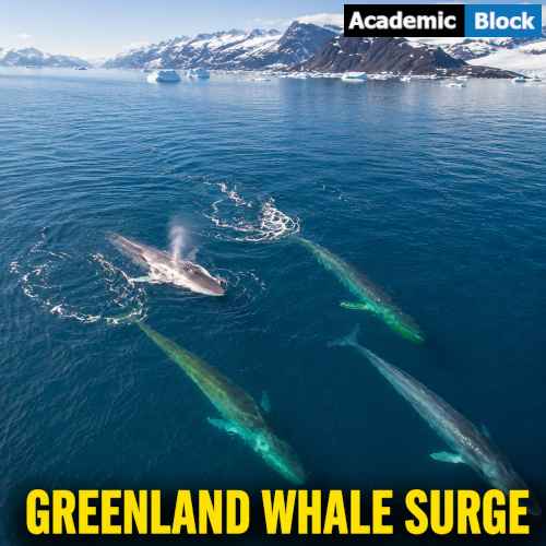Image showing an aerial view of giant whales feeding in East Greenland waters, illustrating the growing whale presence as sea ice declines.